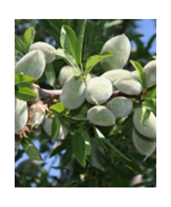 Plantas de Almendros